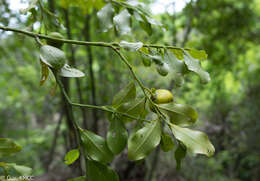 Image of Olax antsiranensis Z. S. Rogers, Malecot & Sikes