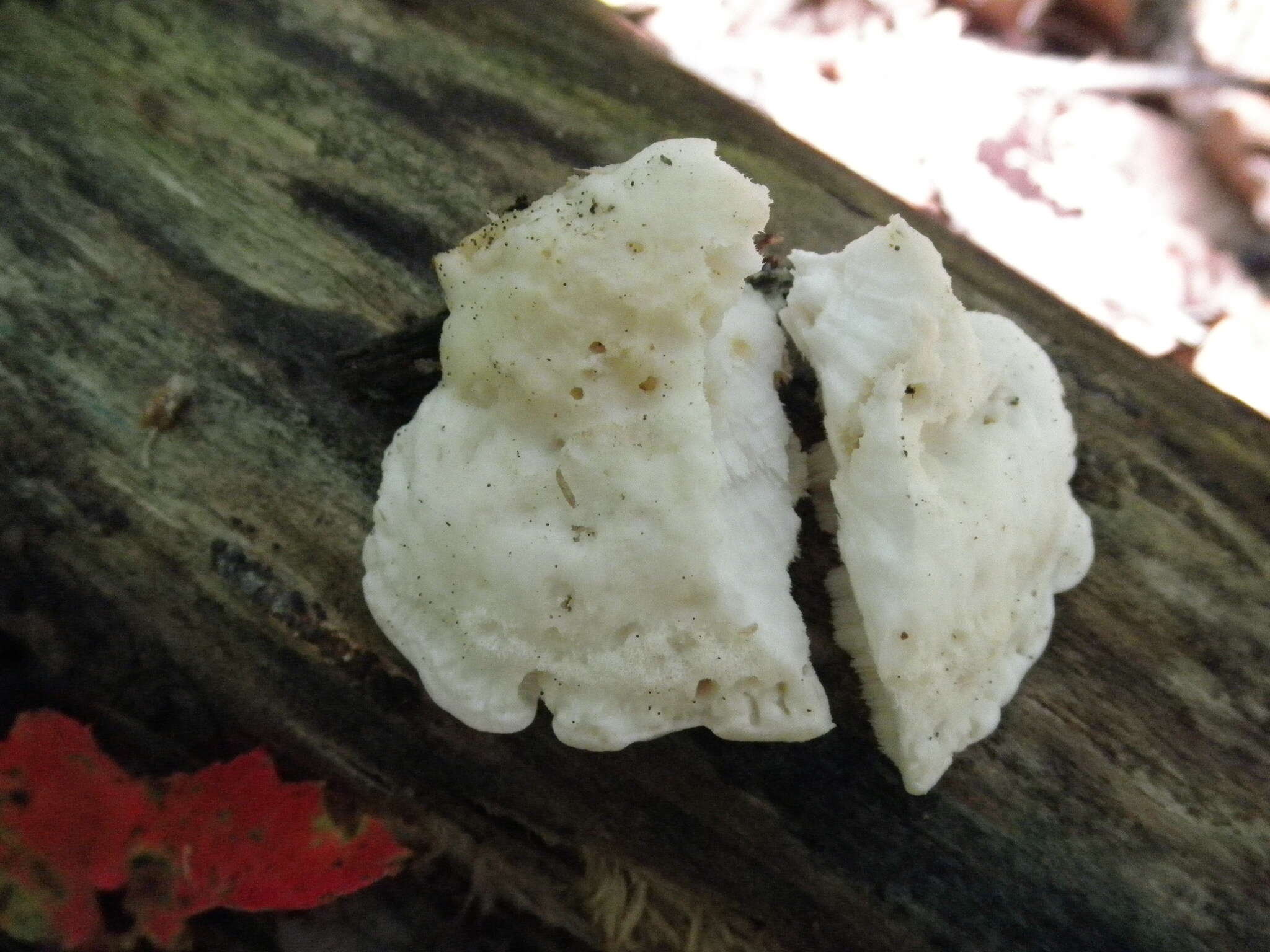 Image of White Cheese Polypore
