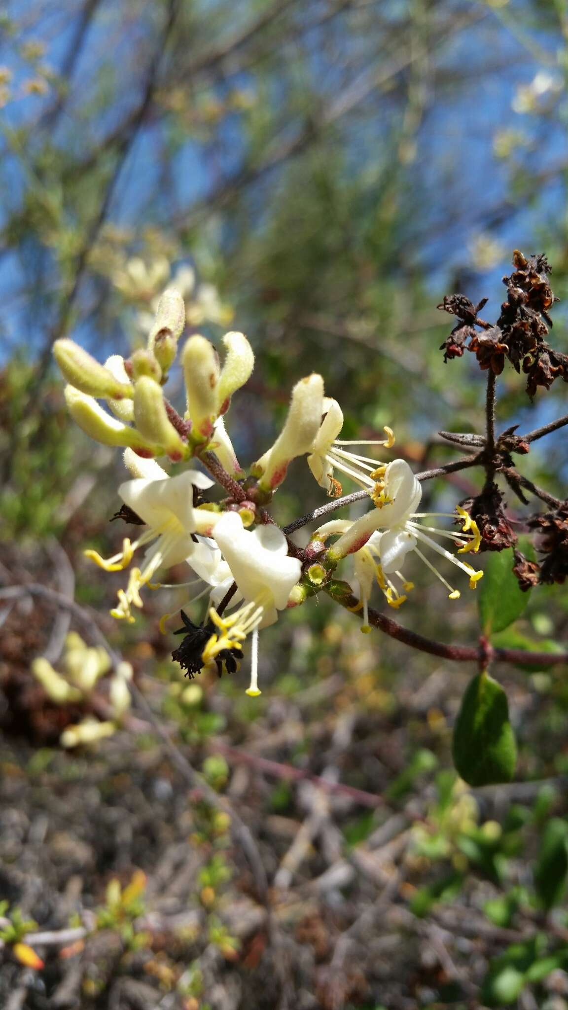 Image of southern honeysuckle