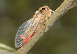 Image of Yoyetta abdominalis (Distant 1892)