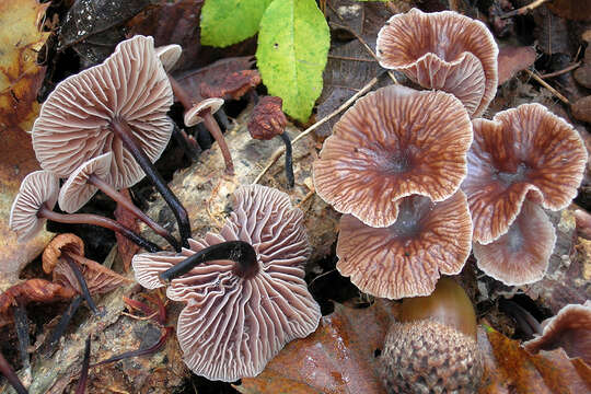 Image of Gymnopus foetidus (Sowerby) P. M. Kirk 2014