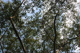 Ficus talbotii King的圖片