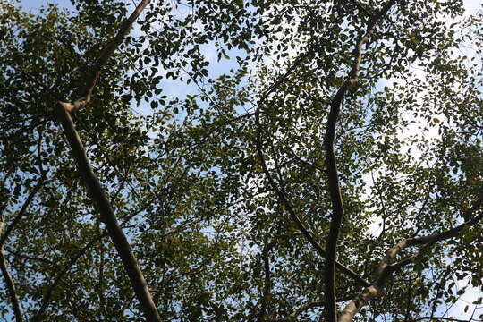 Image of Ficus talbotii King