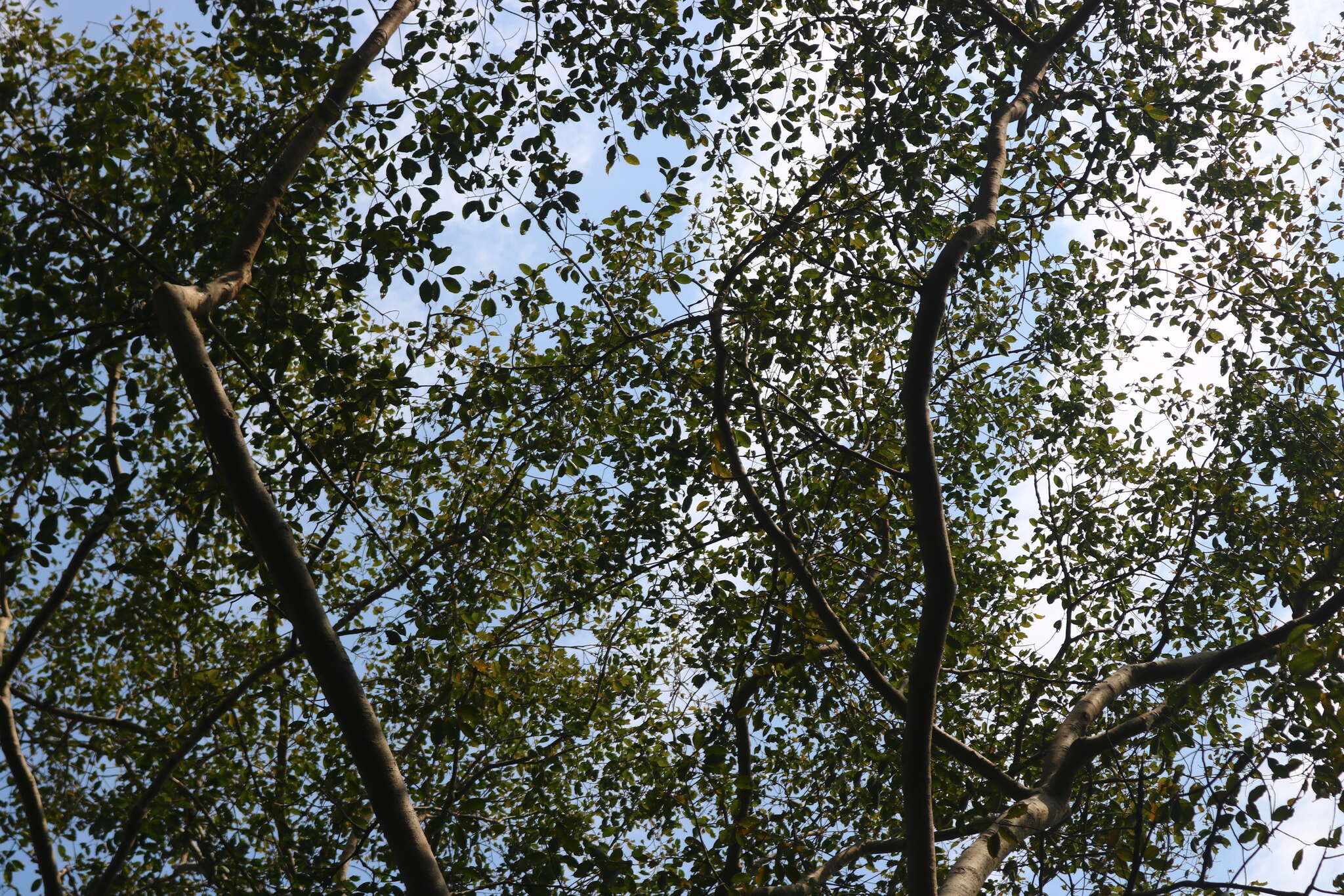 Image of Ficus talbotii King