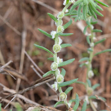 Image of Maireana coronata (Black) P. G. Wilson