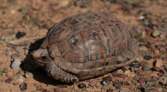 Image of Southern Tent Tortoise