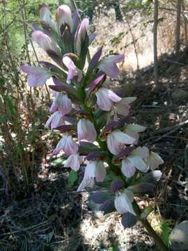 Image of Acanthus mollis subsp. platyphyllus Murb.