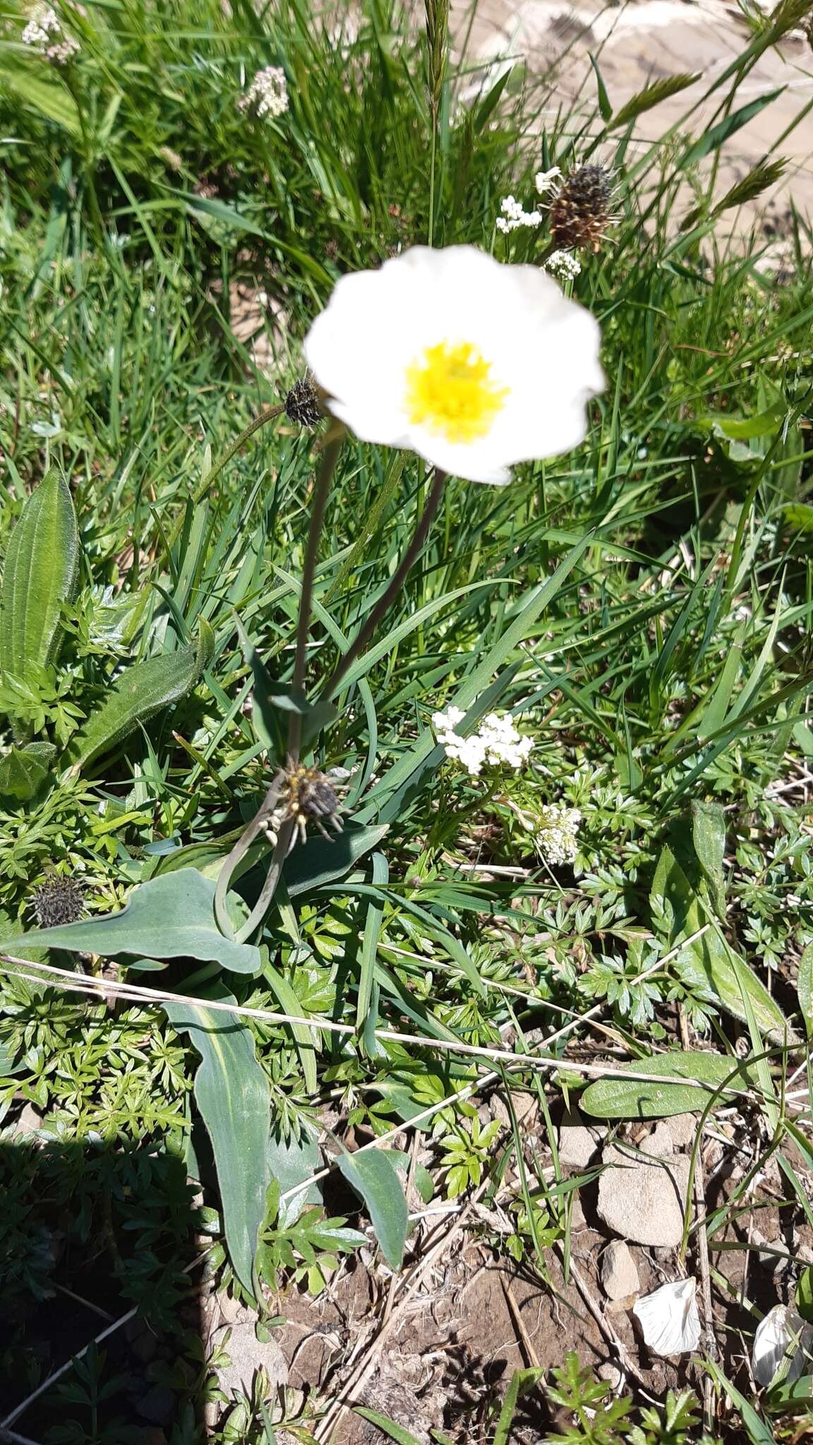 صورة Ranunculus amplexicaulis L.