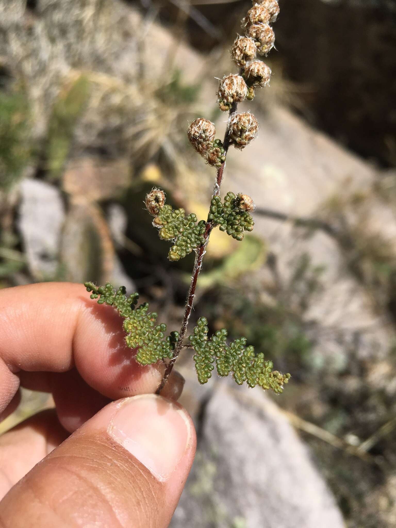 Image of beaded lipfern