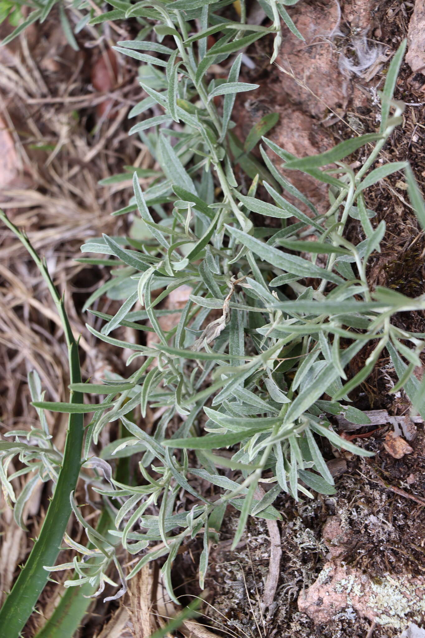 Plancia ëd Achyrocline satureioides (Lam.) DC.