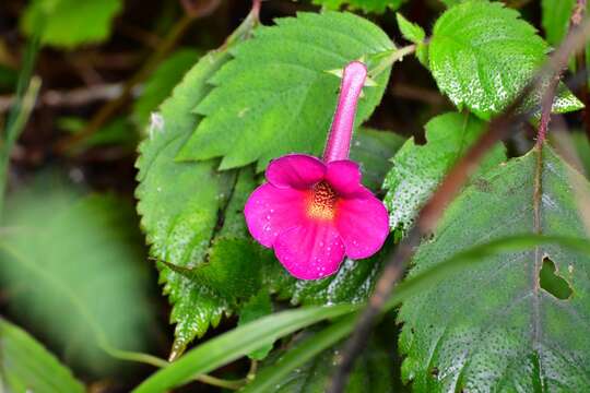 Image of Achimenes skinneri Lindl.