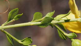 Image of snapdragon penstemon