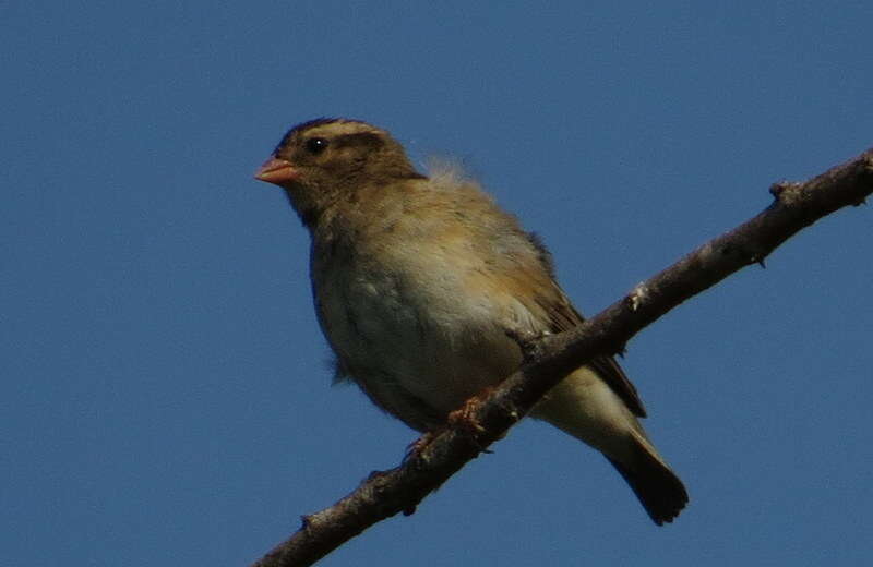 Vidua chalybeata amauropteryx (Sharpe 1890) resmi