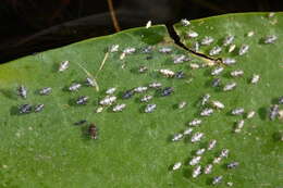 Image of Leafhopper