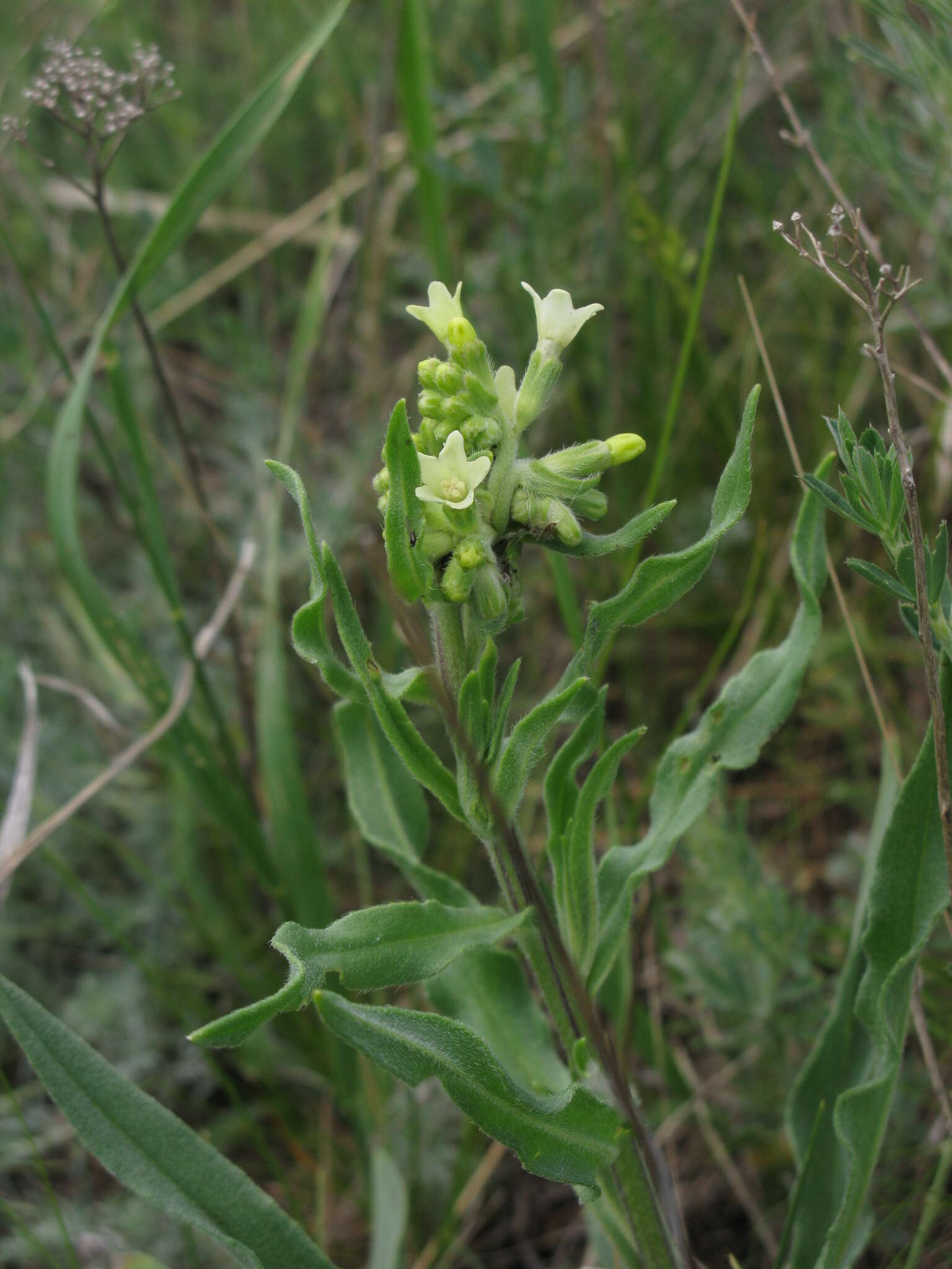 Imagem de Anchusa ochroleuca M. Bieb.