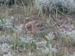 Image of Greater Short-toed Lark