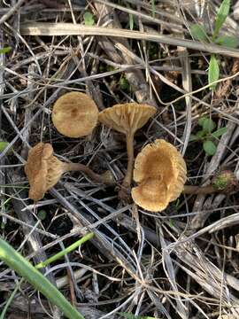 Imagem de Crepidotus subfulviceps (Murrill) Aime, Vila & P.-A. Moreau 2009