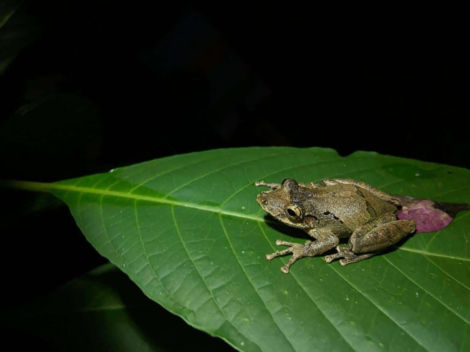 Imagem de Scinax rostratus (Peters 1863)