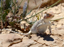 Image of Desert Agama