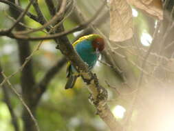 Image of Bay-headed Tanager