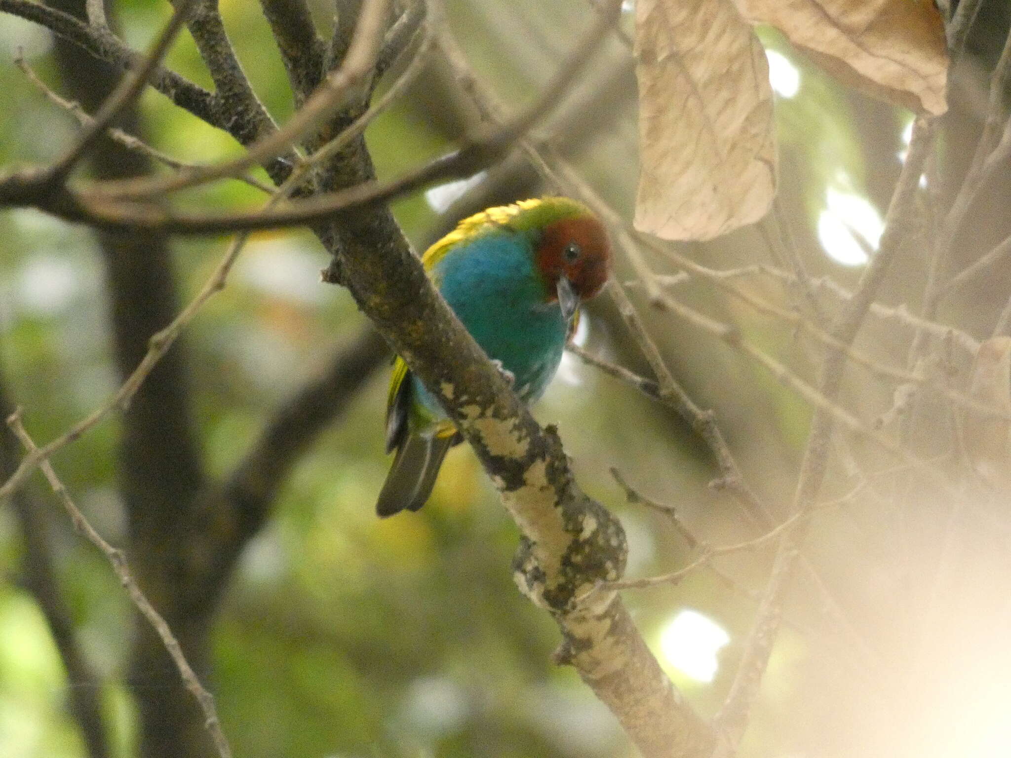 Image of Bay-headed Tanager