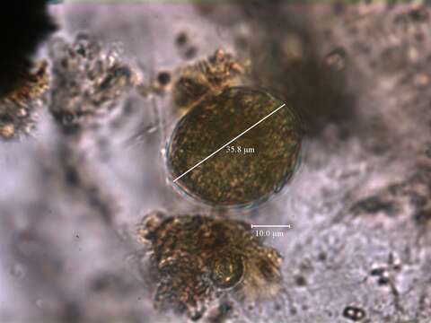 صورة Chimonodinium lomnickii