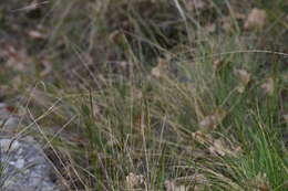 Image of Helictotrichon convolutum (C. Presl) Henrard