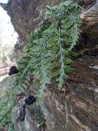 Image of spleenwort