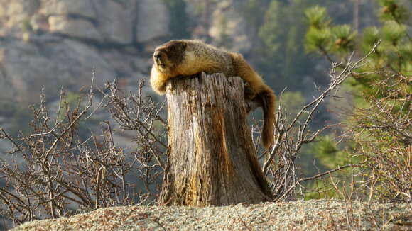 Imagem de Marmota subgen. Petromarmota Steppan et al. 1999