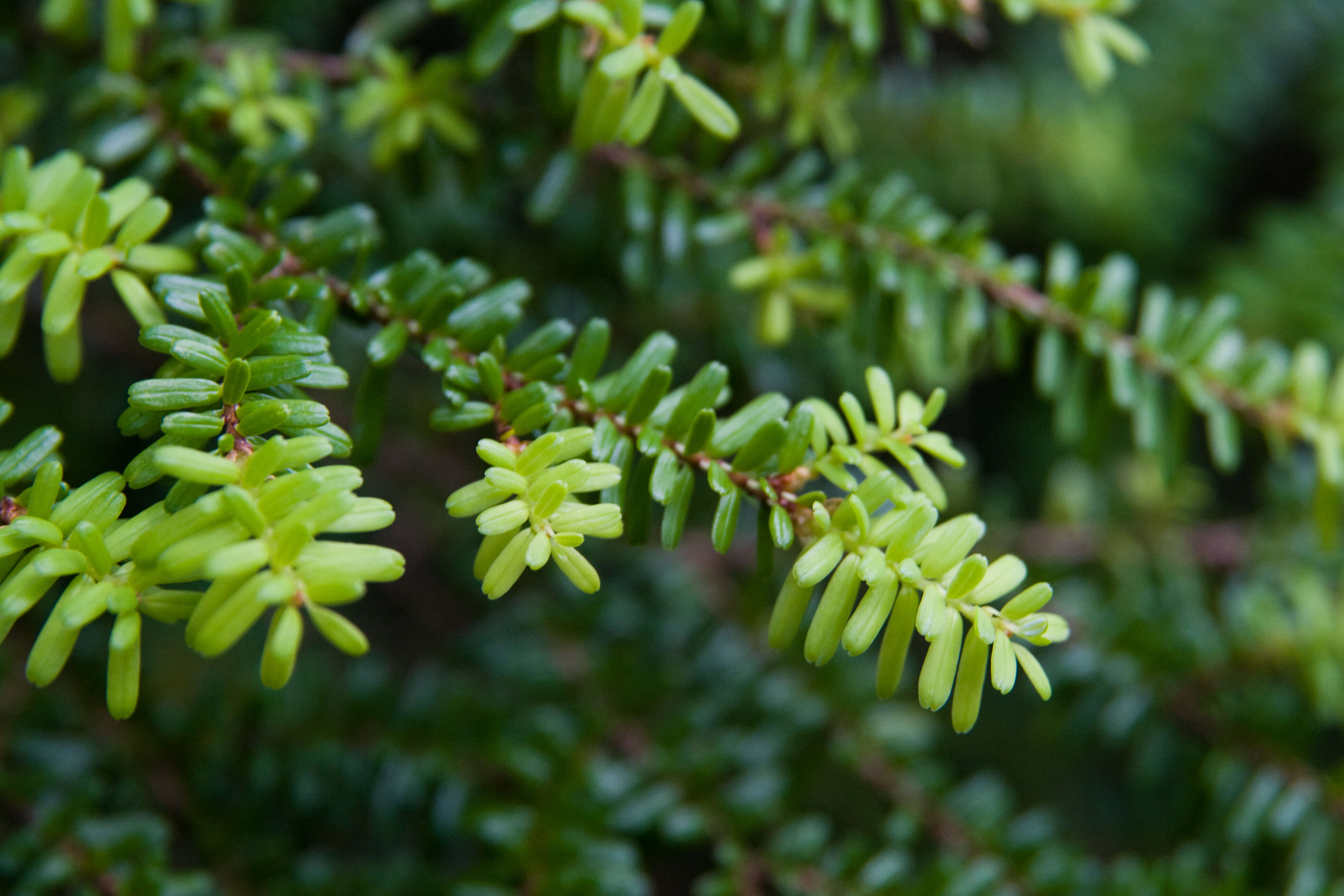 Image of Northern Japanese Hemlock