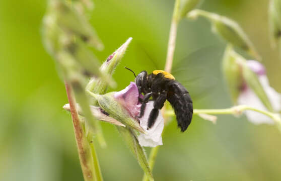 Xylocopa aestuans (Linnaeus 1758) resmi