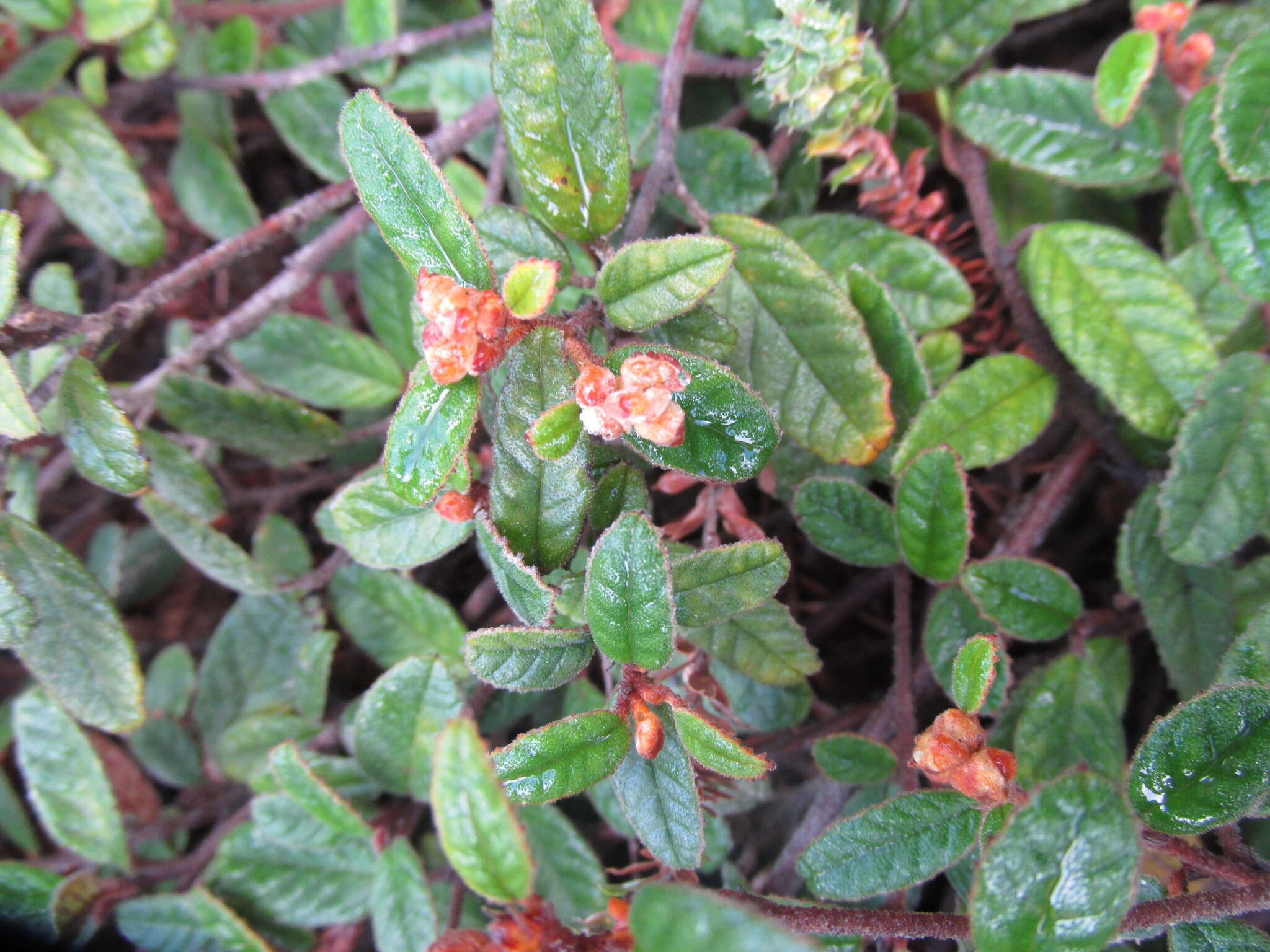 Image of Pomaderris prunifolia var. edgerleyi (Hook. fil.) L. B. Moore