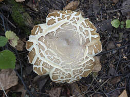 Image of summer cep