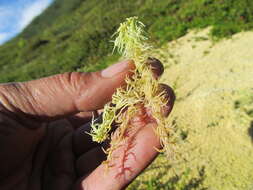 Imagem de Sphagnum angustifolium C. E. O. Jensen 1896