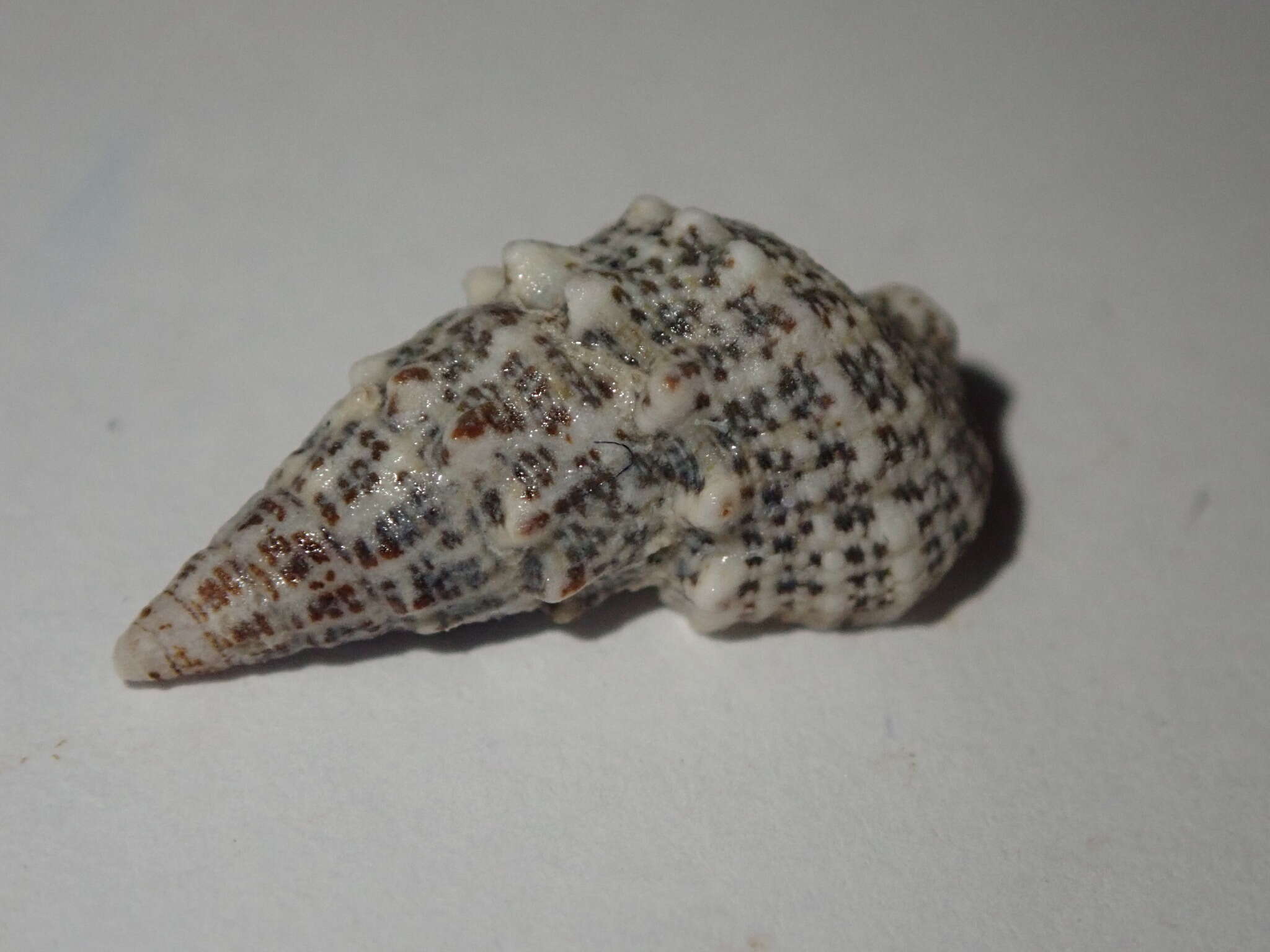 Sivun Cerithium litteratum (Born 1778) kuva