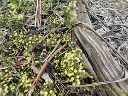 Image of Acacia aculeatissima J. F. Macbr.