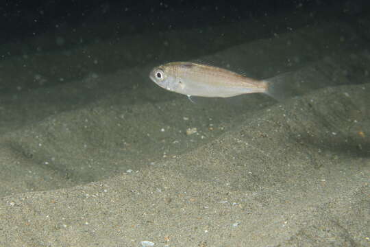 Image of Auxillary seabream