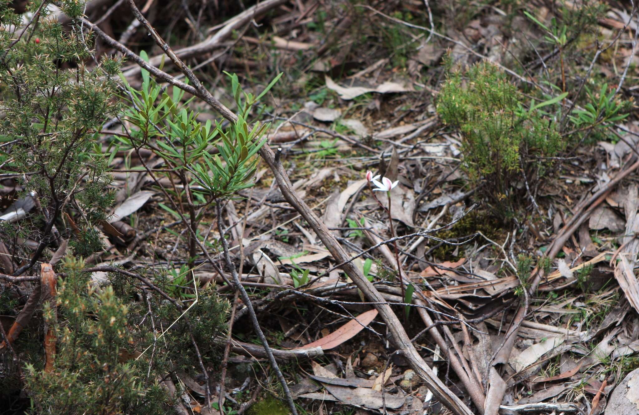 Image of Caladenia lyallii Hook. fil.