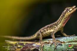 Image of Anolis lyra Poe, Velasco, Miyata & Williams 2009