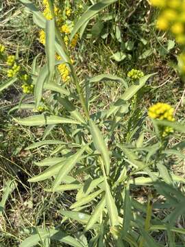 Image of Southern Goldenrod