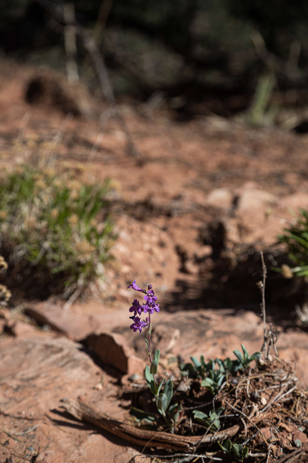 Image of Penstemon lentus var. lentus