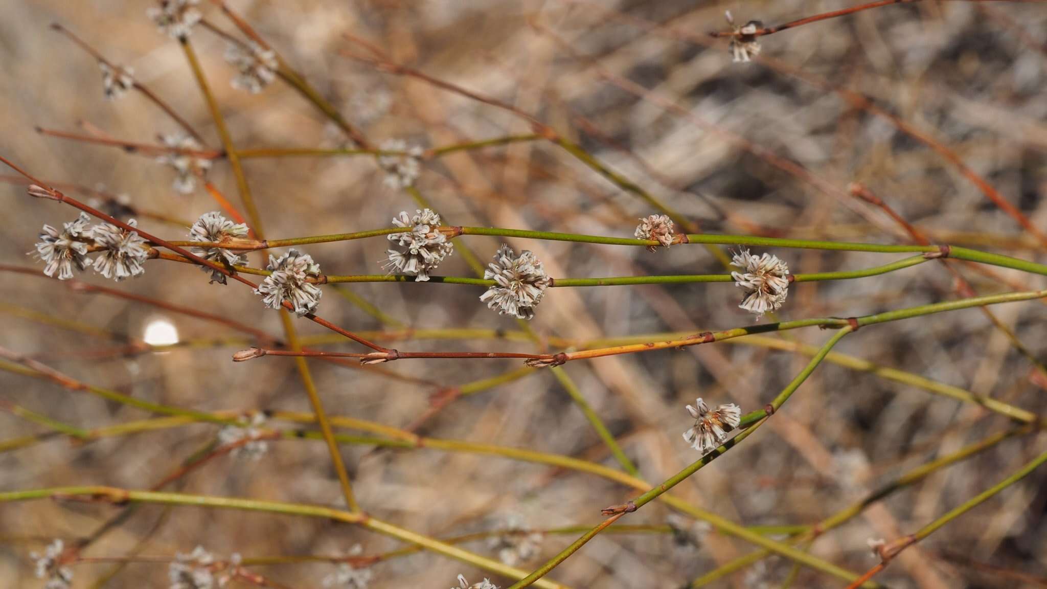 Image of pineland buckwheat