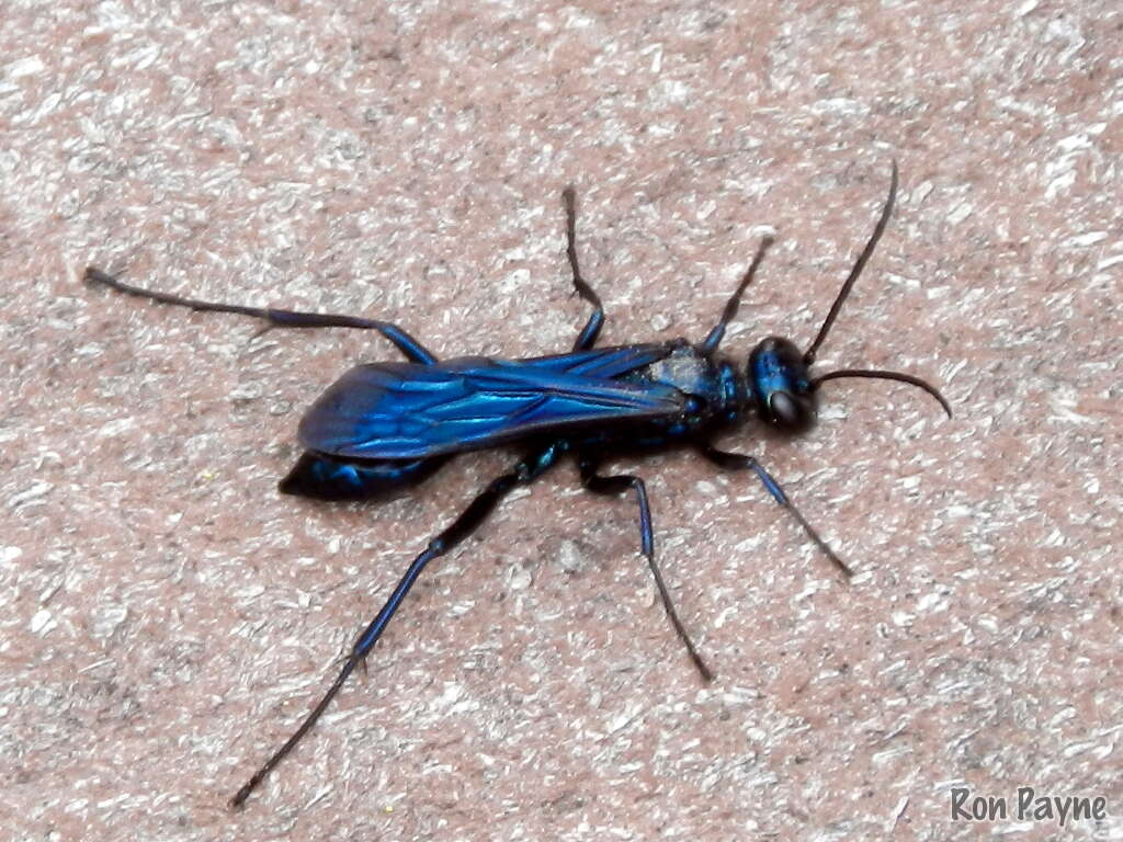 Image of Blue Mud Wasps