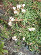 Image of Sedum griseum Praeger