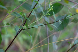 Image of Atlantic goldenrod