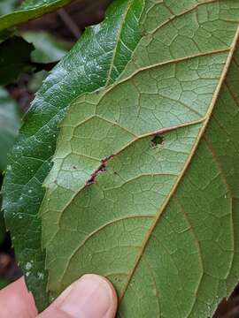 Image of Helicia nortoniana (Bailey) Bailey