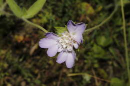 Image of Lomelosia divaricata (Jacq.) W. Greuter & Burdet