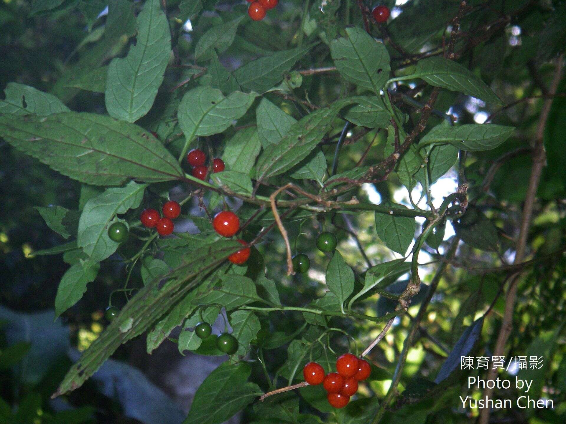 صورة Solanum pittosporifolium Hemsl.