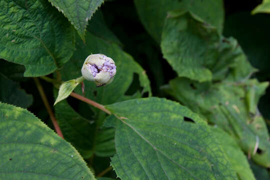 Image de Hydrangea involucrata Siebold