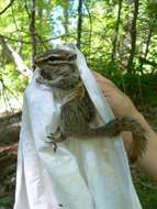 Image of Gray-collared Chipmunk